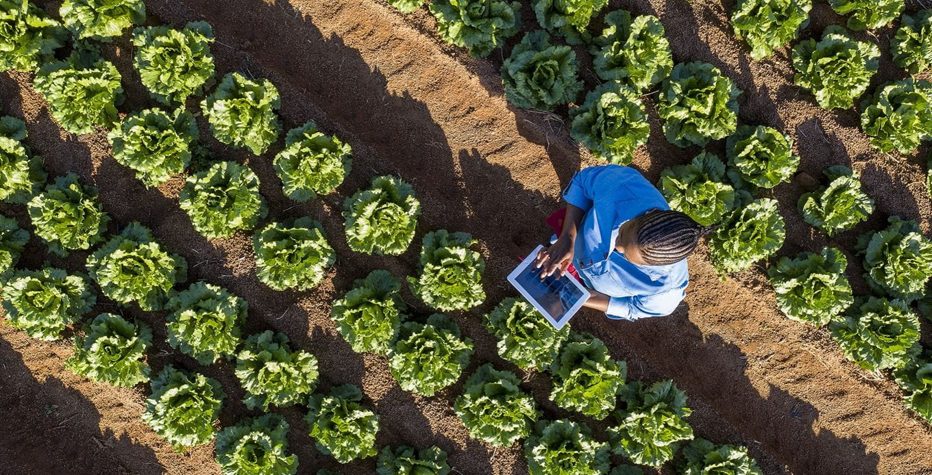 field with salads