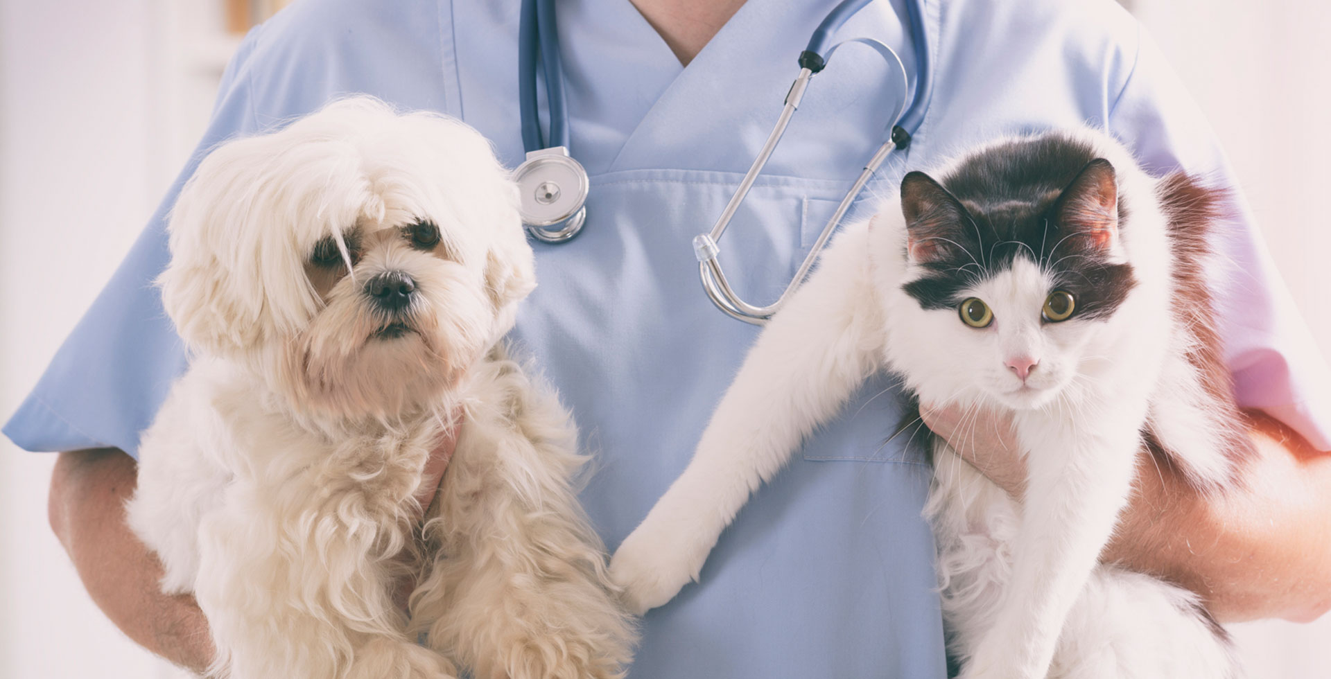 Pet Healthcare: Cat and dog at vet