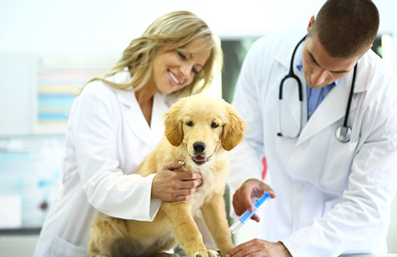 Healthy Dog getting medical check-up 