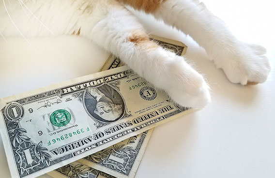 Cat with Dollar Bills 
