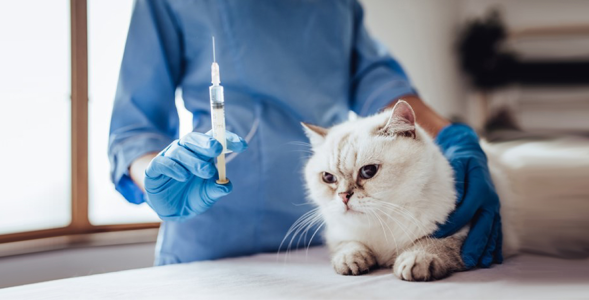 Cat at the vet with injection