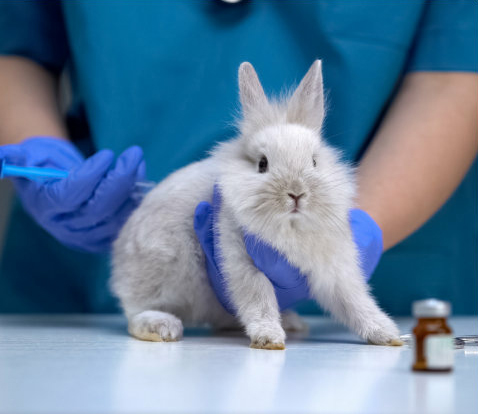 Rabbit in the lab