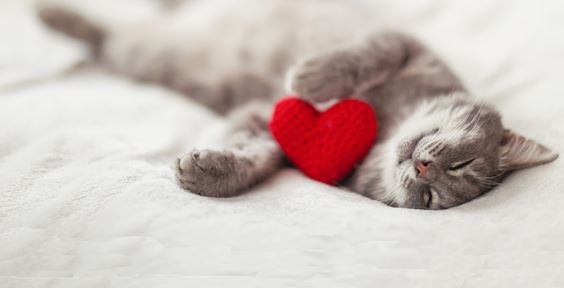 Looking for the purr-fect Valentine’s gift