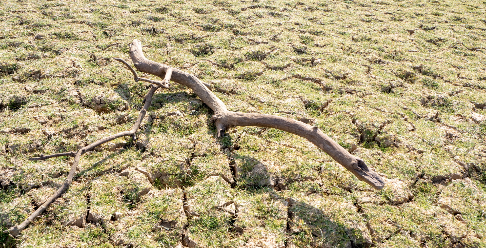 Verdorrter Ast auf vertrocknetem Boden – Grundwasser in Gefahr: Verschmutzt, verschwendet, vorbei?